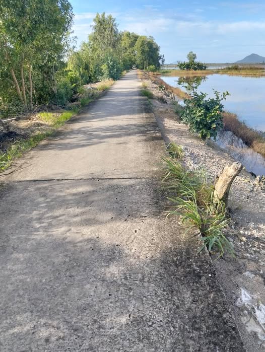 Bán Gấp Đất Lúa 24.000m² Mặt Tiền Lộ Đan Mỹ Thái, Kiên Giang - Giá Đầu Tư 3.48 Tỷ