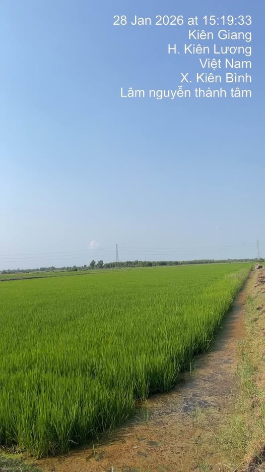 Bán 23.000m² đất trồng lúa tại Kiên Lương, Kiên Giang - Giá thương lượng