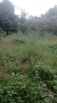 Đất Vườn Rộng 2ha QL14 Đức Liễu, Bình Phước - Giá 3 Tỷ, View Vườn