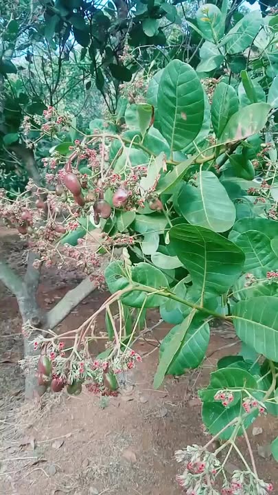 Đất Vườn 3.5ha Đak Nhau Bình Phước - Đầu Tư Sinh Lời Bền Vững!