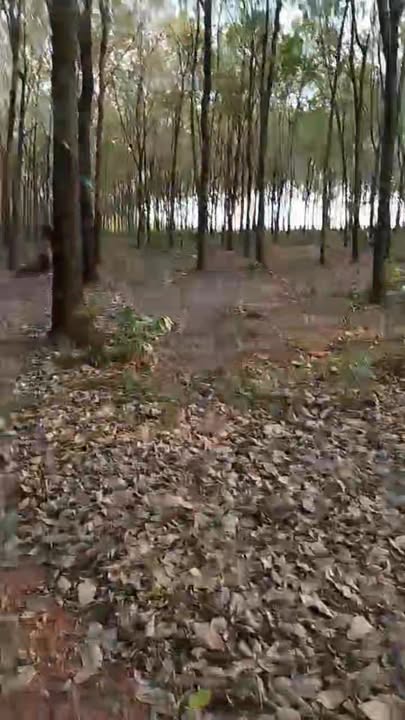 Đất nền Bù Đăng, Bình Phước 5.1ha - Sổ đỏ chính chủ