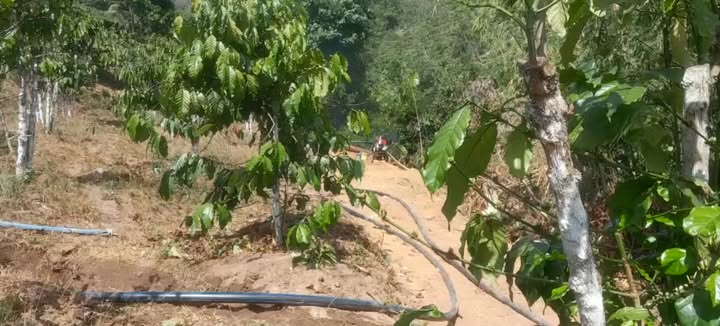 Đất Vườn Lộc Sơn, Bảo Lộc 10.000m² - Sổ Hồng Rõ Ràng, Giá Chỉ 1 Tỷ