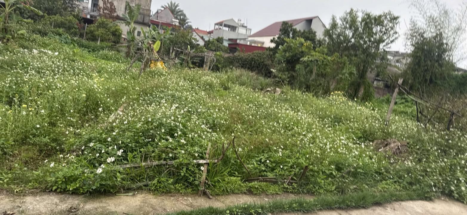 Đất Thổ Cư Chương Cầu, Bình Xuyên 104.5m² - Sổ Đỏ Sẵn Sàng