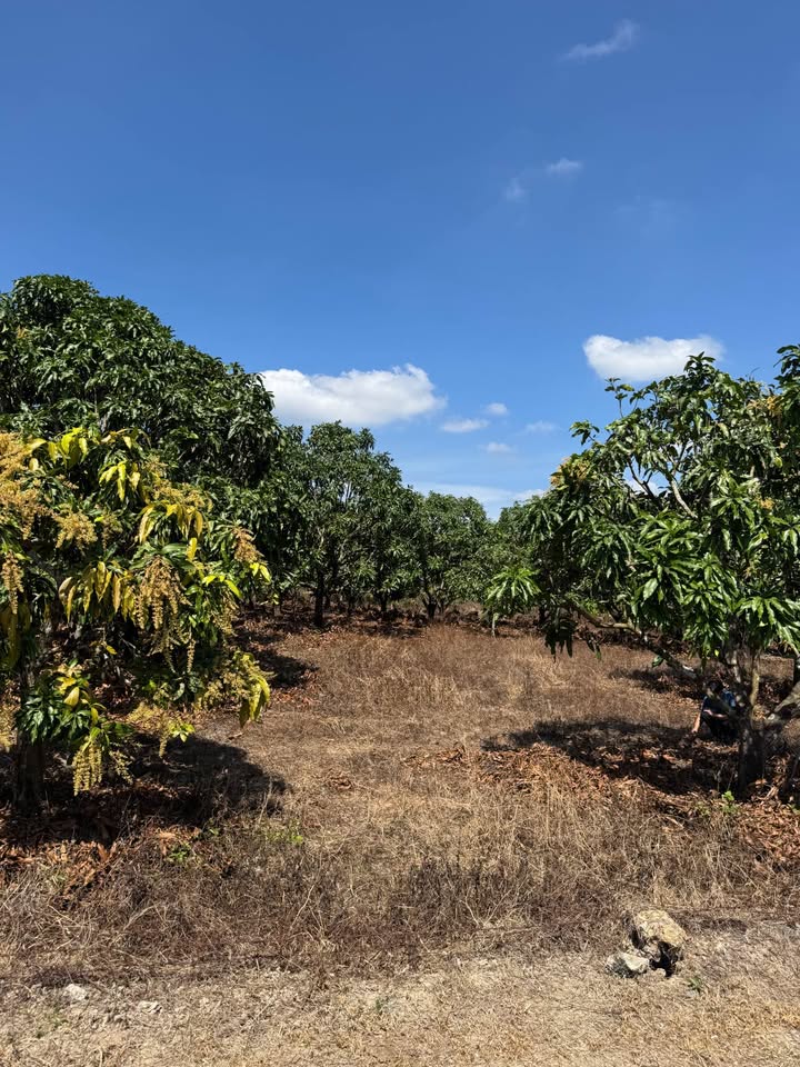 Đất Vườn Diên Khánh 6.829m² 6.487 tỷ - Tiềm Năng Đầu Tư Dài Hạn