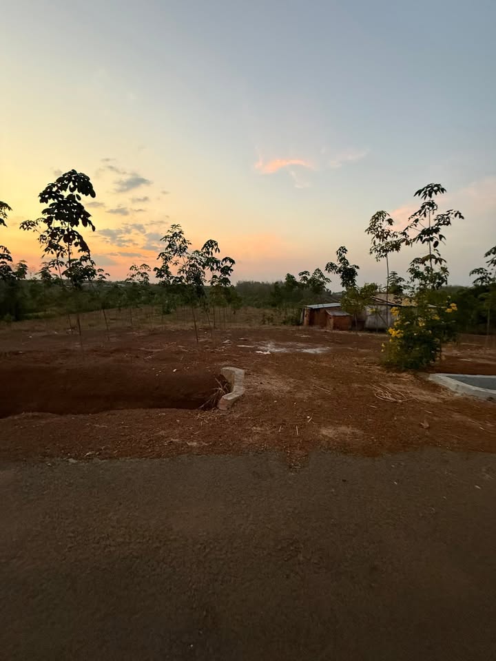 Đất sào Long Tân Phú Riềng 1ha giá 5.2 tỷ - Sổ hồng sẵn, đường nhựa lớn!