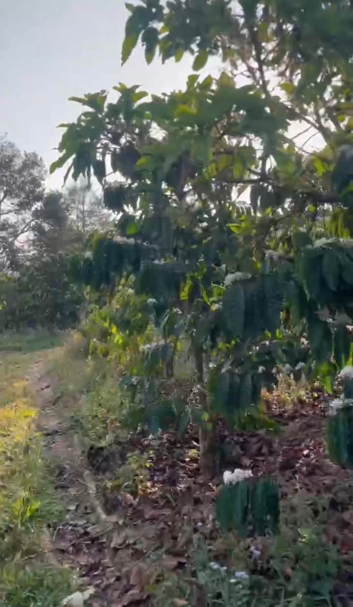 Đất nền Di Linh 18.000m² 4,5 tỷ - Sổ đỏ chính chủ