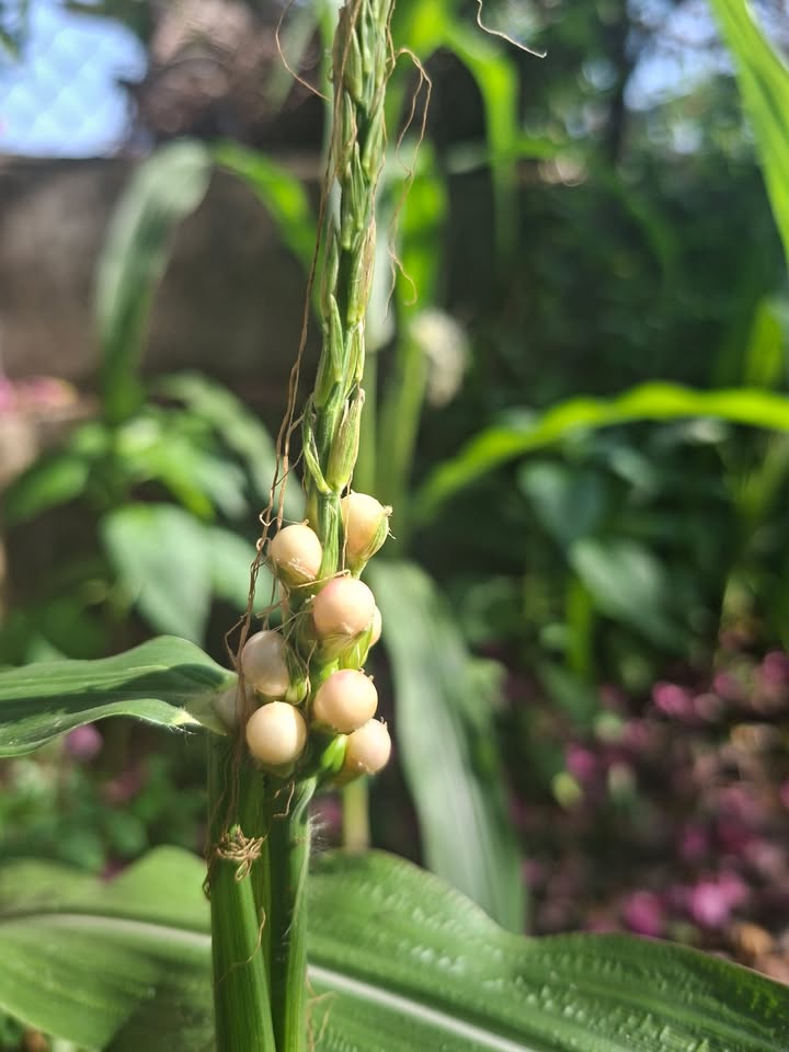 Đất nền dự án Nhà Bè 24ha giá 192 tỷ - Tiềm năng tăng giá!