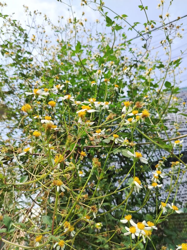 Đất nền Bình Minh TP Tây Ninh 150m² – Sổ đỏ chính chủ!