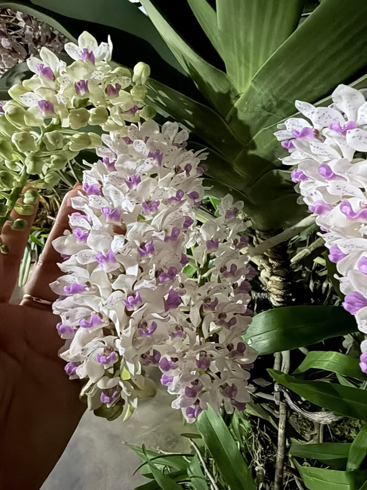 Bán Gấp 1800m² Đất Suối Nho, Đồng Nai - Có Nhà, Sổ Hồng Riêng