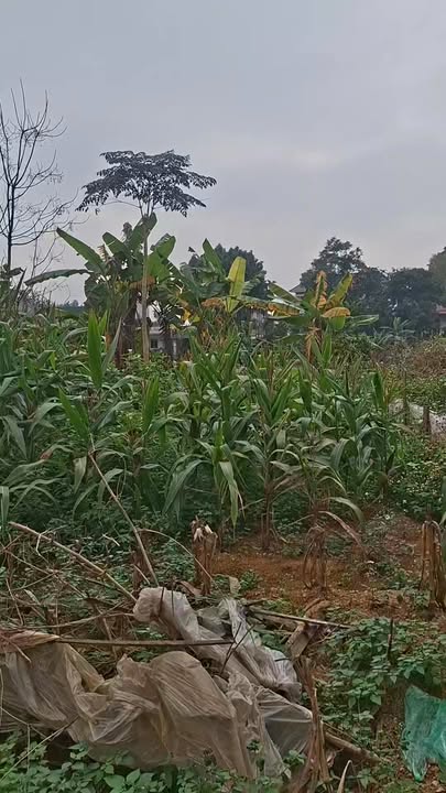 Đất nền Đồng Thịnh Sông Lô 140m² - Đất thổ cư 100%!