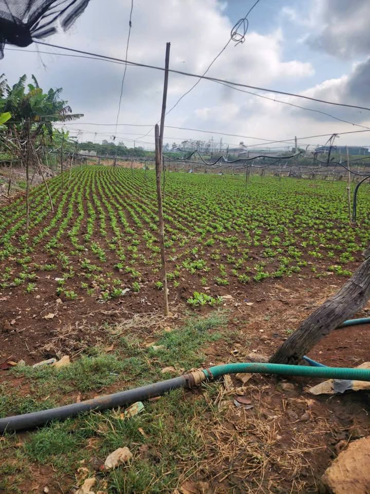 Đất vườn Phú Hội Đức Trọng 4800m² giá 4 tỷ - Nghỉ dưỡng lý tưởng