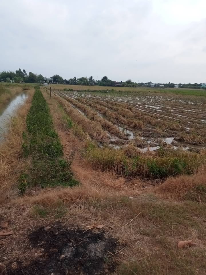 Đất vườn Cần Đước 1.400m² 3.3 tỷ - Nghỉ dưỡng lý tưởng