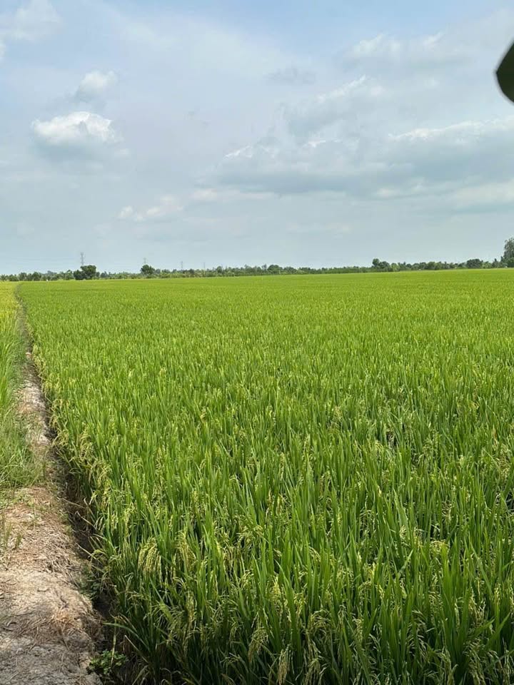 Bán 3.052m² đất ruộng Bình Hòa, Châu Thành giá 976 triệu - Đầu tư sinh lời cao!