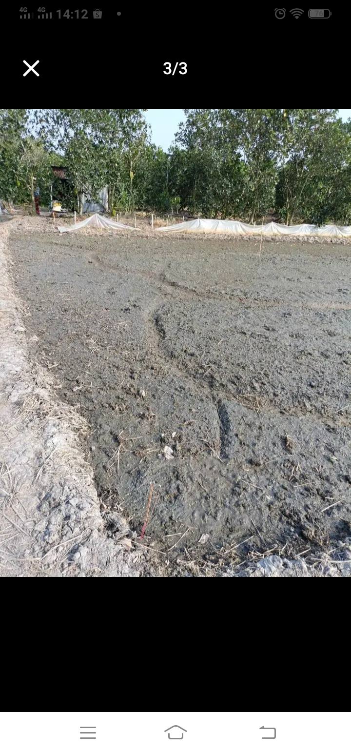 Bán Gấp 2837m² Đất Ruộng Kinh 4 Xuất Khẩu, Châu Phú, An Giang - Giá Đầu Tư 420 Triệu