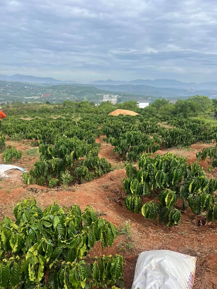 Bán Đất Vườn Lâm Hà 10000m² - Mặt Tiền 60m Đường Bê Tông, Sổ Đỏ