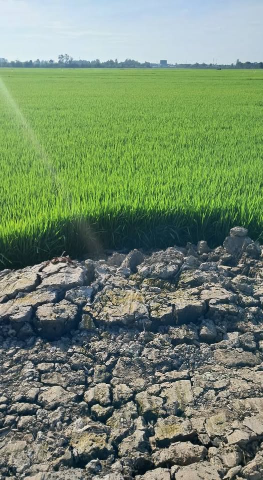 Đất vườn Vĩnh Thành Châu Thành 2000m² giá 500 triệu - Nghỉ dưỡng lý tưởng!