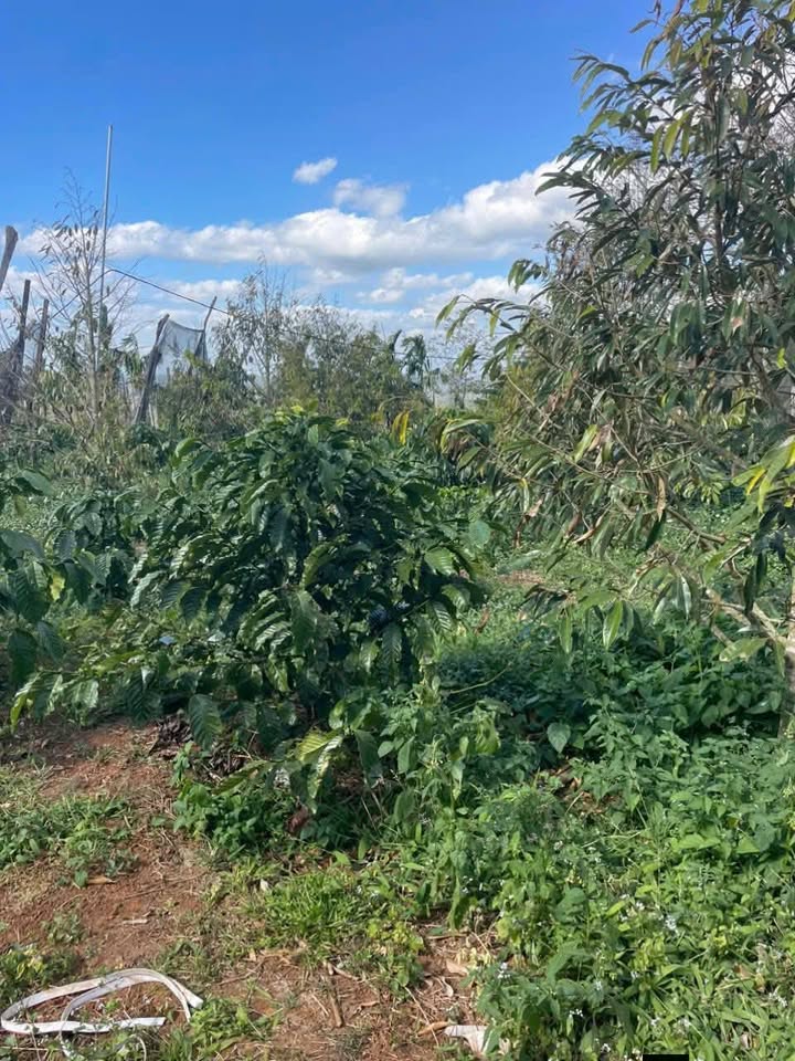 Bán Đất Vườn 5300m² Phường B'lao, Bảo Lộc - Sổ Đỏ Riêng, Giá Tốt