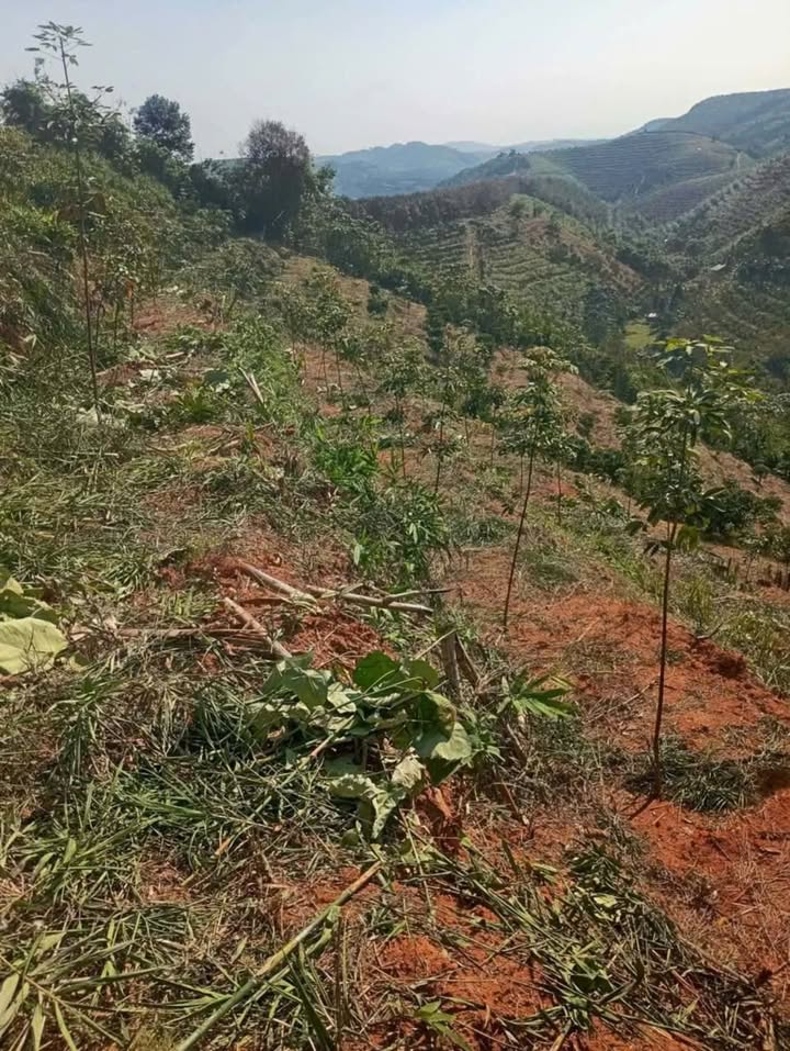 Đất Nâm Nung 4ha, Đắk Nông - Ô tô vào tận đất!