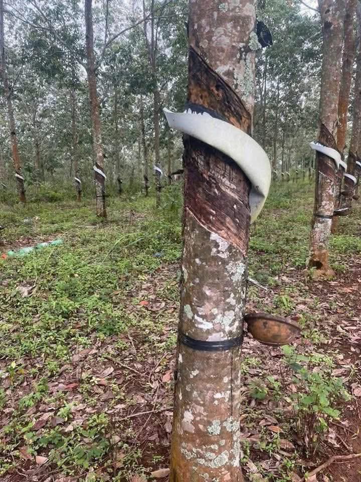 Đất nền Ea Hiao 2ha, 1.43 tỷ - Pháp lý rõ ràng