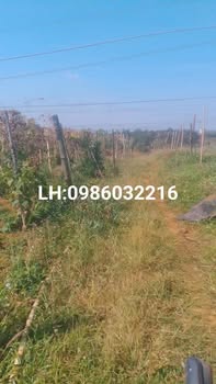 Đất nền Bắc Gia Nghĩa 1.1ha mặt tiền đường nhựa - Tiềm năng tăng giá!