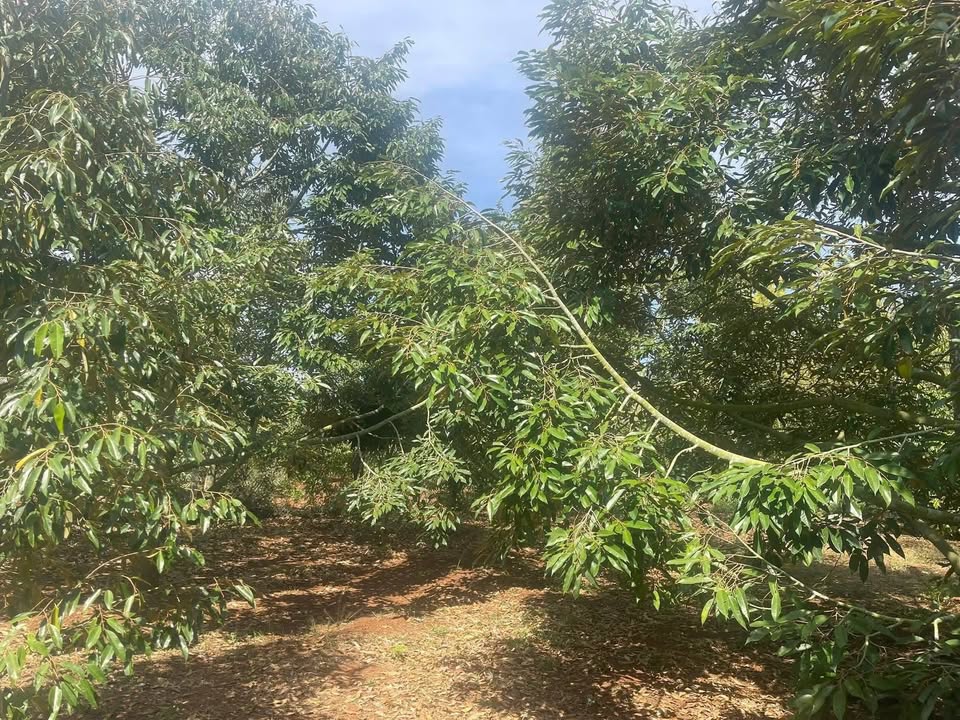 Bán Rẫy Sầu Riêng Ea Yông 1.3ha - Thu Nhập Khủng - Nghỉ Dưỡng Lý Tưởng