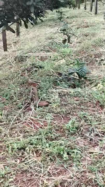 Đất Rẫy Đắk Nông 3600m² - Sổ Đỏ Chính Chủ, Giá Đầu Tư 850 Triệu