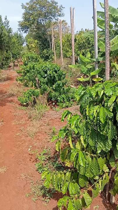 Bán 9.500m² đất vườn Đăk Đoa giá 1.95 tỷ - Nghỉ dưỡng lý tưởng