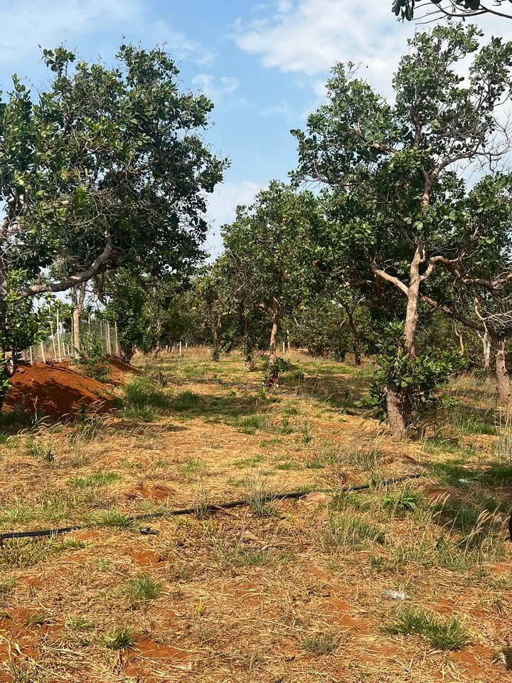 Đất vườn Quảng Tín 3000m² – Giá đầu tư tốt chỉ 700 triệu!