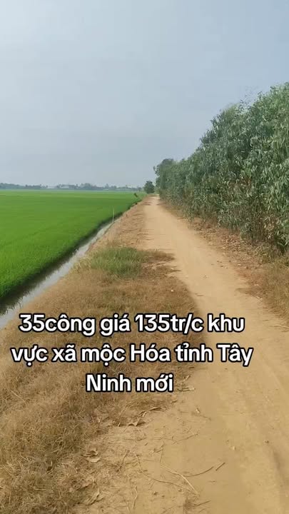 Đất nền Mộc Hóa Long An 35 công - Tiềm năng tăng giá!