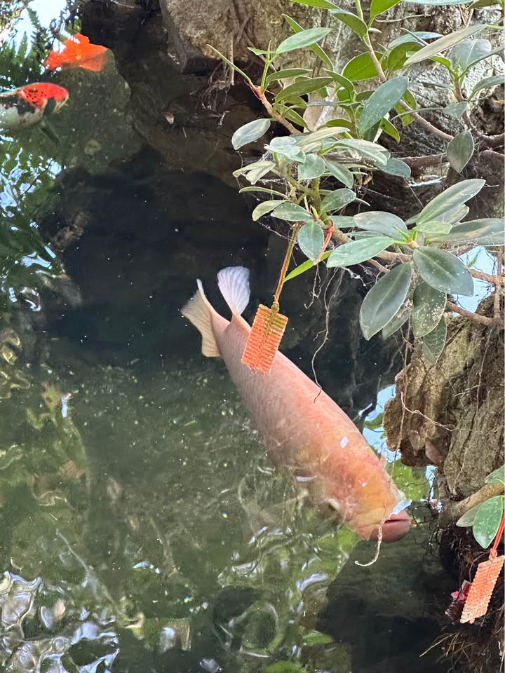 Đất vườn Đắk Nia Gia Nghĩa 6300m² 600 triệu - Sổ đỏ chính chủ