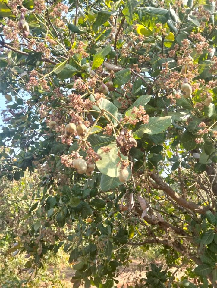 Bán Gấp 1.8ha Đất Đỏ Ia Tô, Gia Lai - Sẵn Nước Suối, Tiềm Năng Kinh Doanh