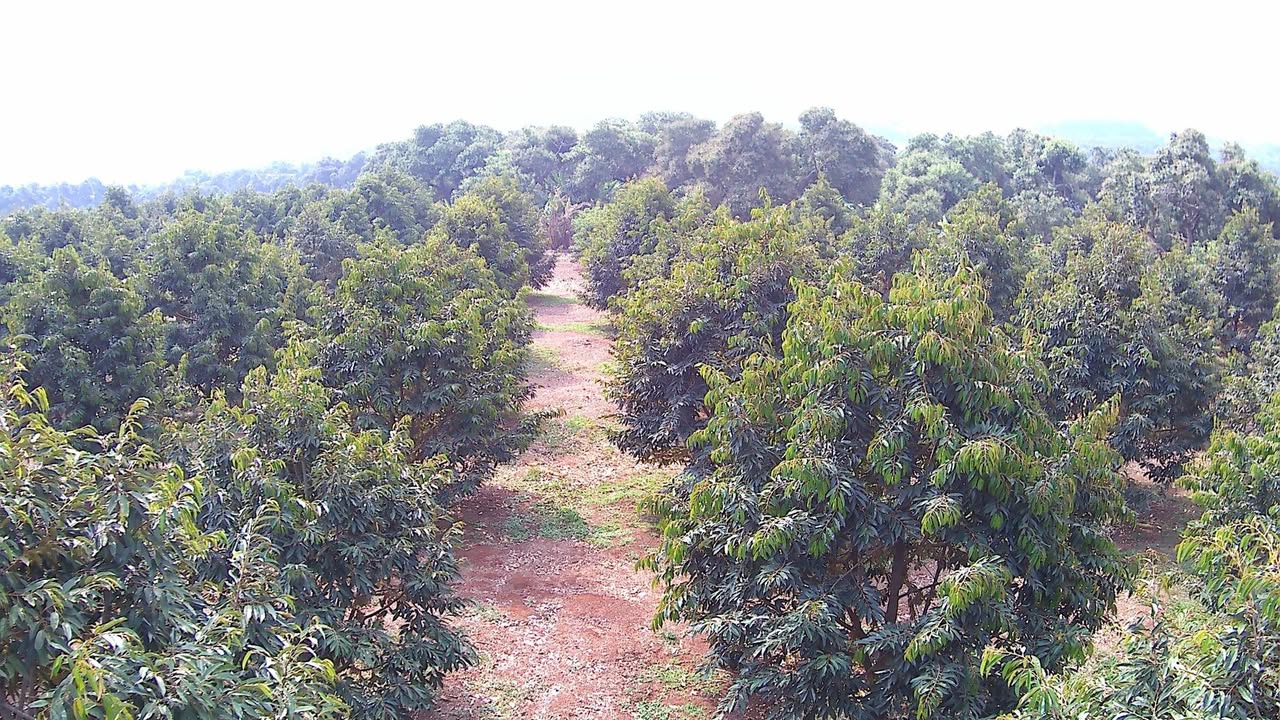 Bán Đất Vườn 1.1ha Xã Nghĩa Trung, Đồng Nai - Sổ Hồng Sẵn Sàng