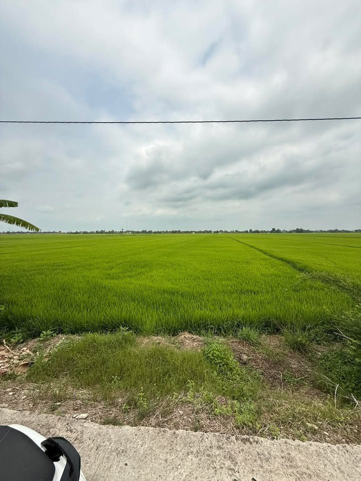 Đất nền & Ruộng Tân Thành, Tân Hiệp - Từ 650 triệu, Sổ đỏ chính chủ!