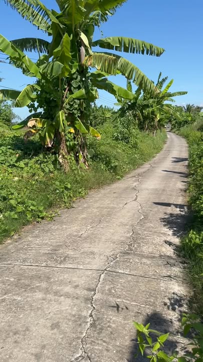 Bán Đất Nền 1988m² Ấp Thạnh Đông, Kiên Giang - Lộ Ô Tô Tới Nền