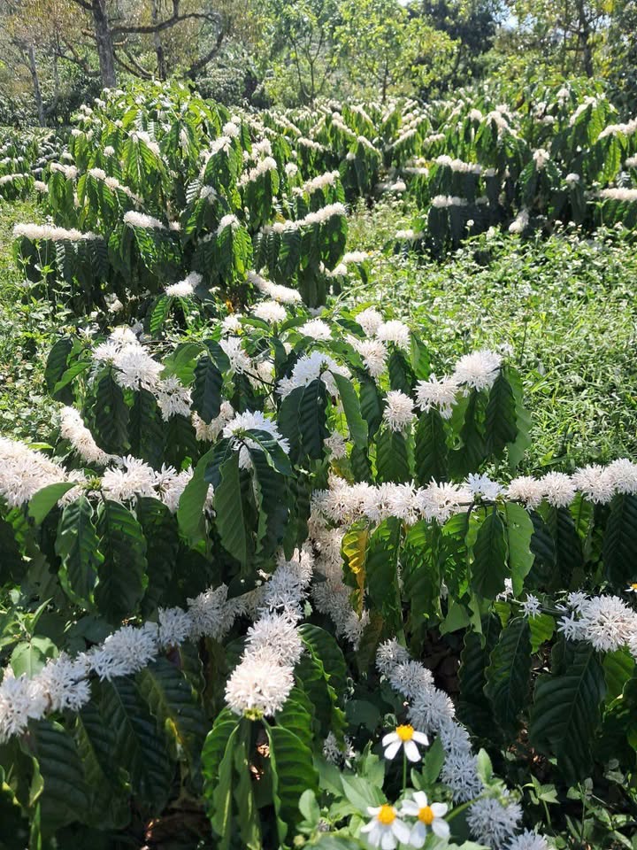 Farm Cà Phê 10.000m² Sổ Đỏ Tại Bảo Lâm, Lâm Đồng - Giá 12.5 Tỷ