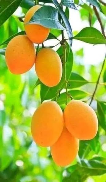 Bán Đất Ngõ 2 Ô Tô Tránh Nhau - Xã An Thượng, TP Hải Dương - 69m² Giá 3 Tỷ