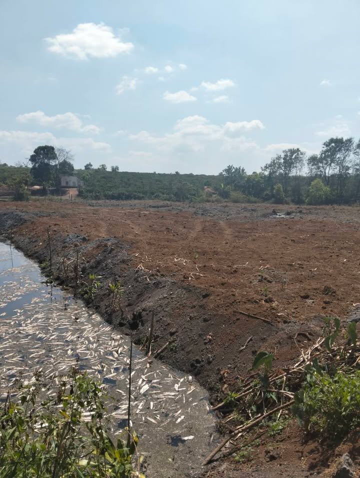 Đất vườn Ia Hrung Ia Grai 6500m² giá 1.15 tỷ - Tiềm năng tăng giá cao!