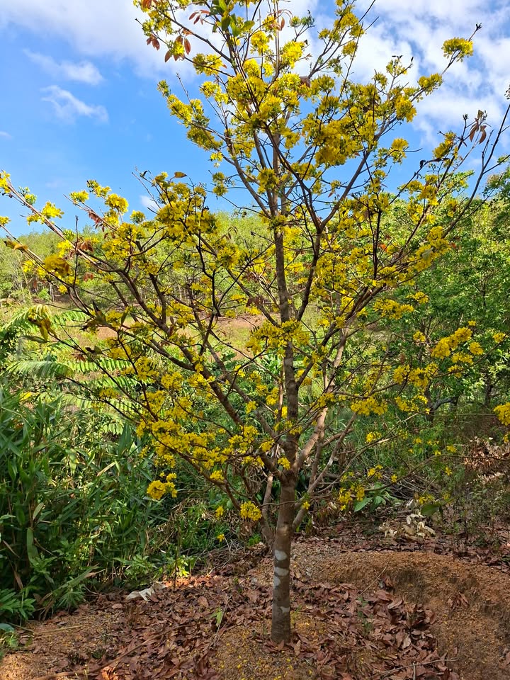 Bán đất Chư Sê 400m² mặt đường Nguyễn Đình Chiểu - Sổ đỏ chính chủ