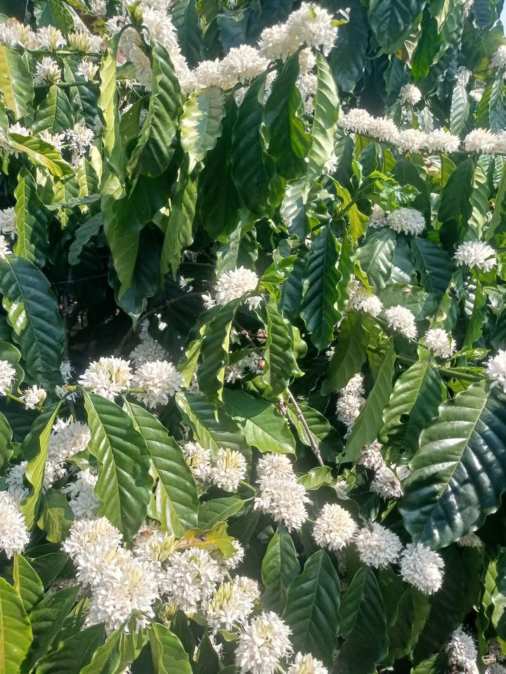 Bán Gấp Đất Vườn 12.000m² Tại Củ, Pleiku - Nguồn Thu Ổn Định