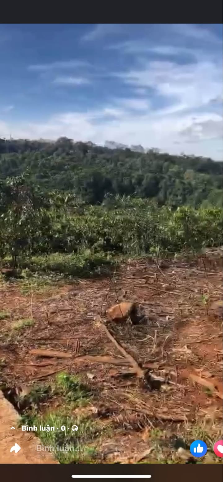 Bán Gấp Farm Cà Phê 1.7ha Ia Kha, Chư Prông - Thu Nhập Ổn Định 2.5 Tỷ