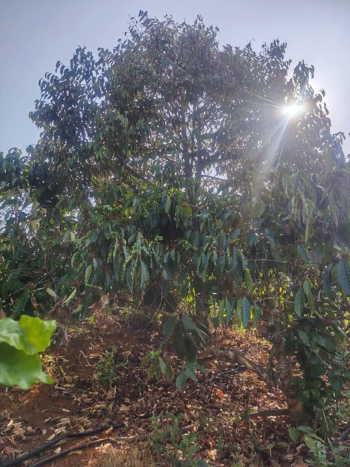 Farm Ia Châm, Ia Grai 1.45ha giá 2.5 tỷ - Nghỉ dưỡng lý tưởng!