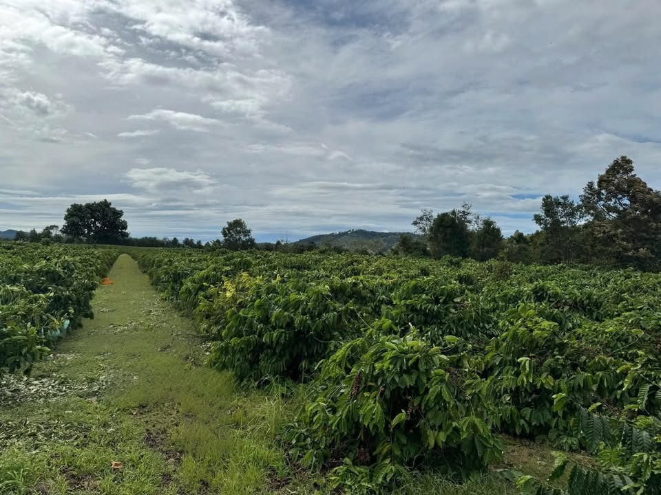 Bán Đất Vườn 9.6 Sào Tại Ia Bă, Ia Grai - Sẵn Sàng Đầu Tư