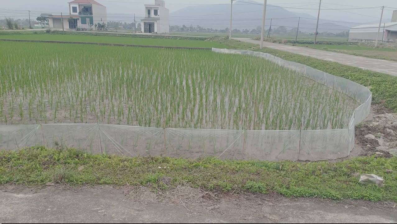 Đất Tân Thọ Triệu Sơn 270m² 1.7 tỷ - Sổ đỏ chính chủ