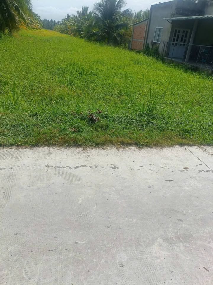 Đất nền Giồng Trôm 10.000m² - Tiềm năng tăng giá vượt trội!