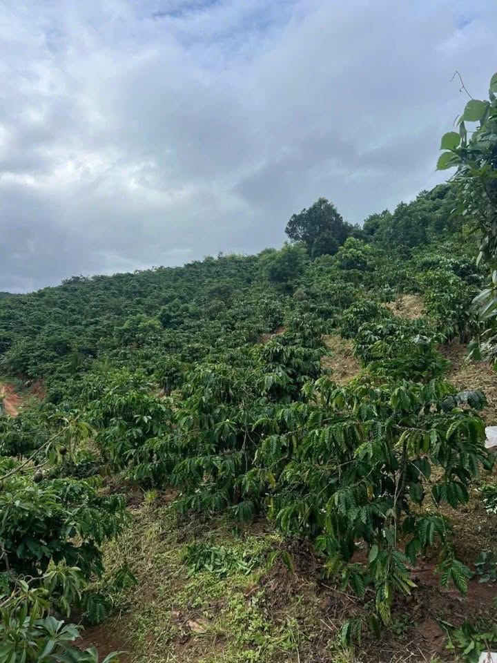 Đất nền Mê Linh, Lâm Hà 6200m² giá 2.17 tỷ - Tiềm năng tăng giá!