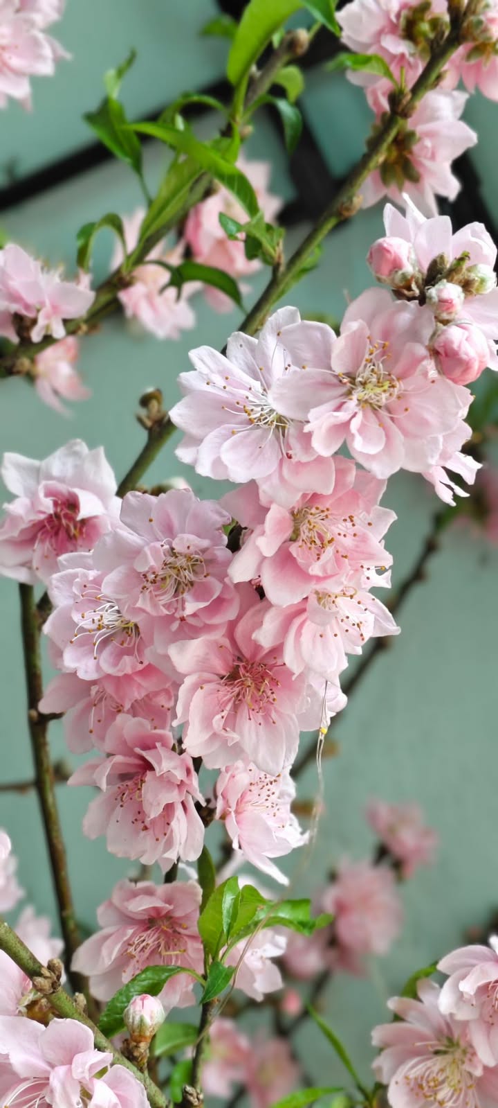 Tòa Nhà Tôn Đức Thắng, Lê Chân 130m² - Mặt Tiền Kinh Doanh Đắc Địa!