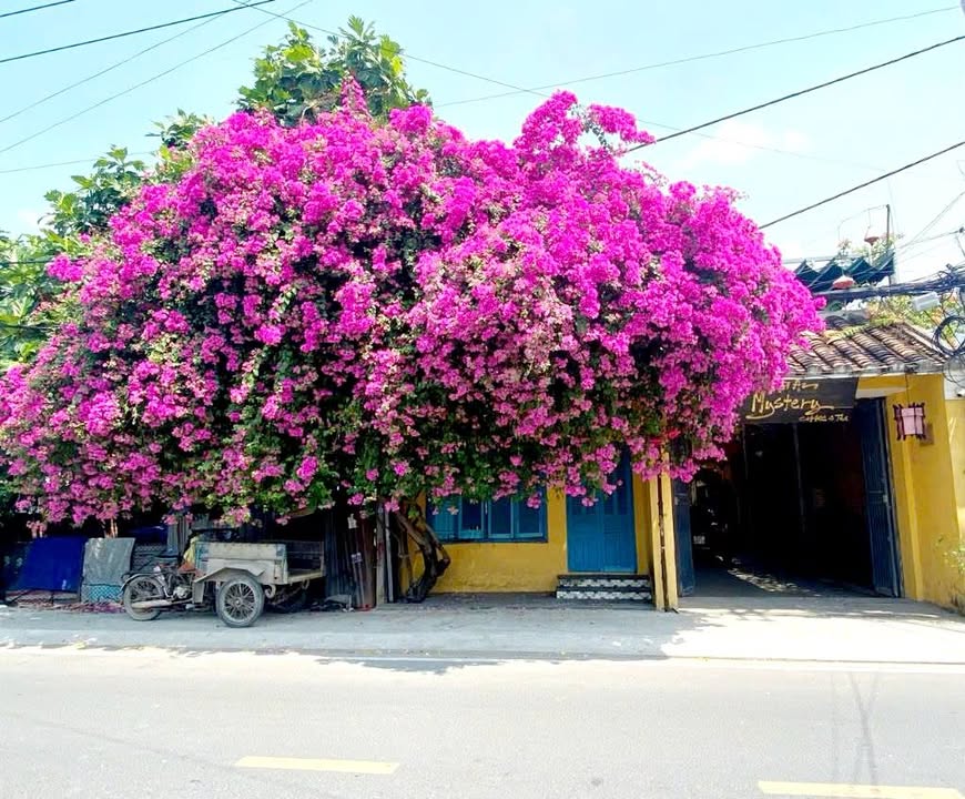 Nhà Vườn Mặt Tiền Đông Thạnh 1700m² - Giá 40 Triệu/Tháng