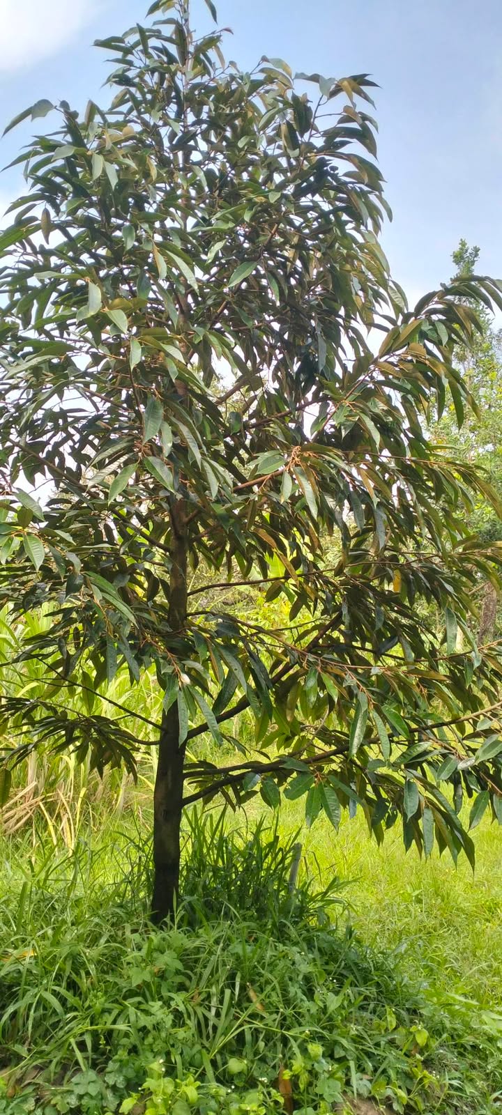 Bán Đất Vườn Sầu Riêng 2115m² Tại Bàu Bàng, Bình Dương - Sẵn Sàng Khai Thác