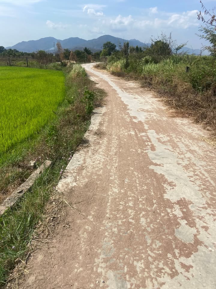 Bán Đất Cây Trồng 1.4ha Hàm Thuận Bắc - Sổ Đỏ Rõ Ràng, Giá Đầu Tư