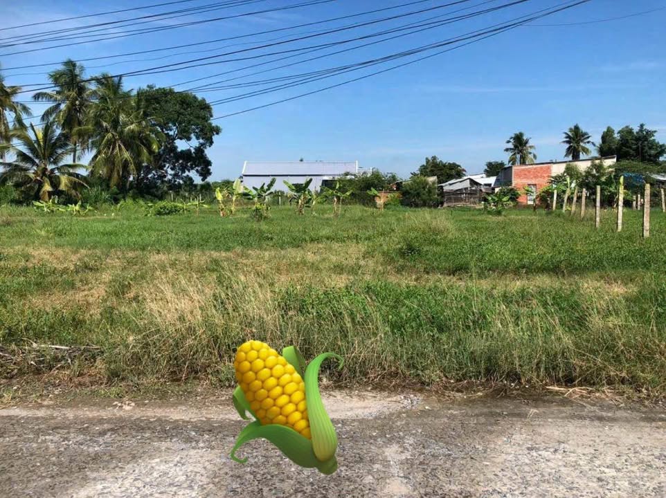 Đất Vườn Tiền Giang 969m² - Giá Xả Lỗ 650 Triệu